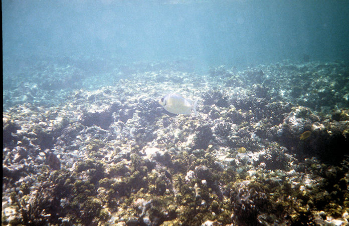 Seychellen Unterwasser-008.jpg